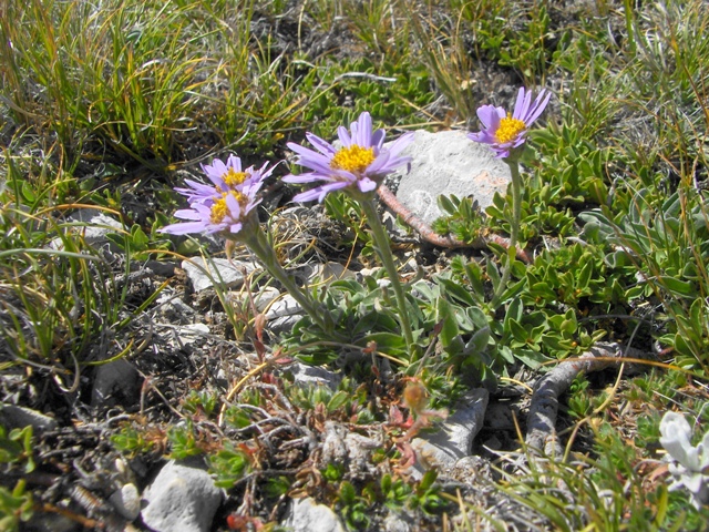 Aster alpinus